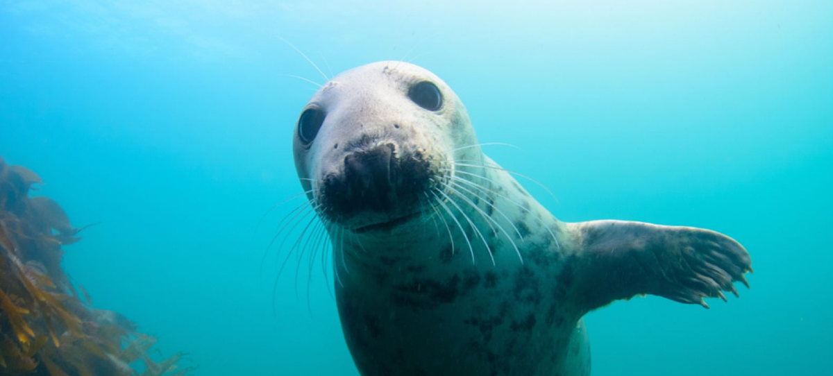 Seal