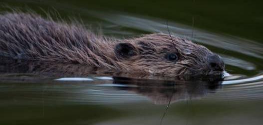 Never heard of Knapdale in Argyll? Five reasons why that has to change!