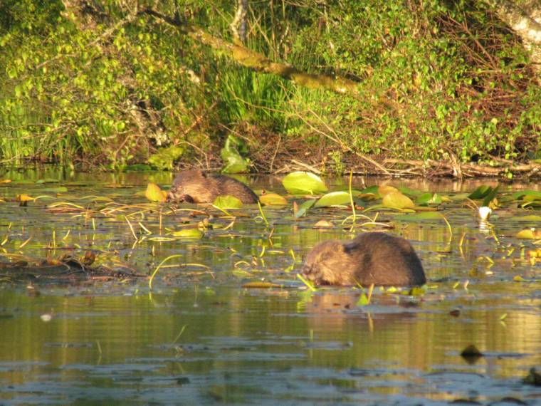 Knapdale and the Scottish Beaver Trial – 7 reasons to give a dam!