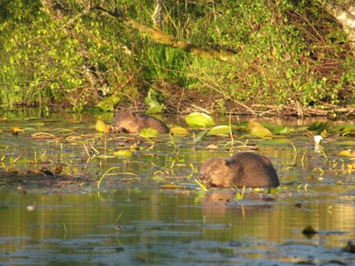 Knapdale beaver