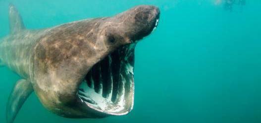 Woodlands, wildlife and waves: why Oban and Lorn will capture your heart! 