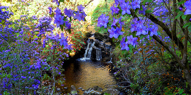 Crarae Garden – combine the scents of the Himalayas with a visit to Inveraray!