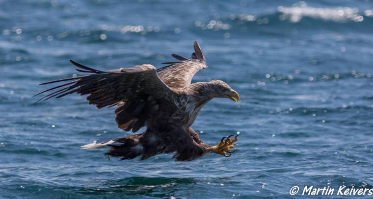 How Mull’s eagles will make your heart soar! 