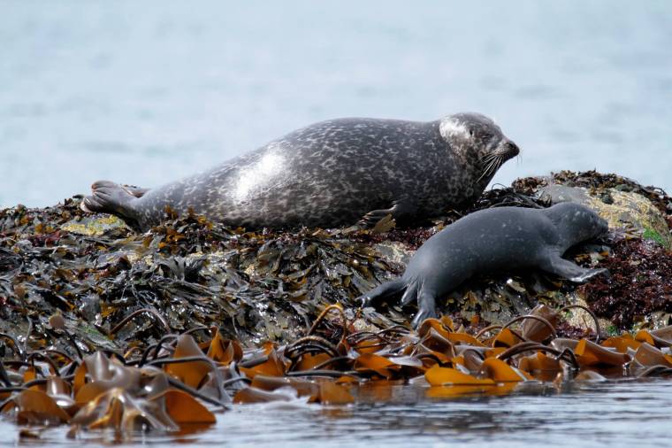 Sharks, whales, seals and more – get closer to Scotland’s sealife in Oban! 