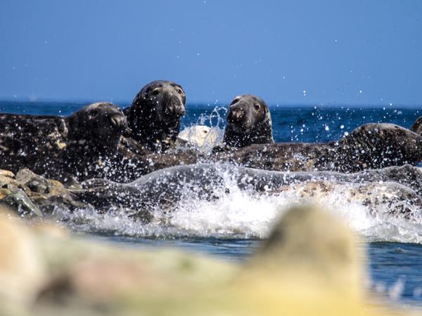 Land, air and sea: Argyll and the Isles wildlife that will take your breath away! 