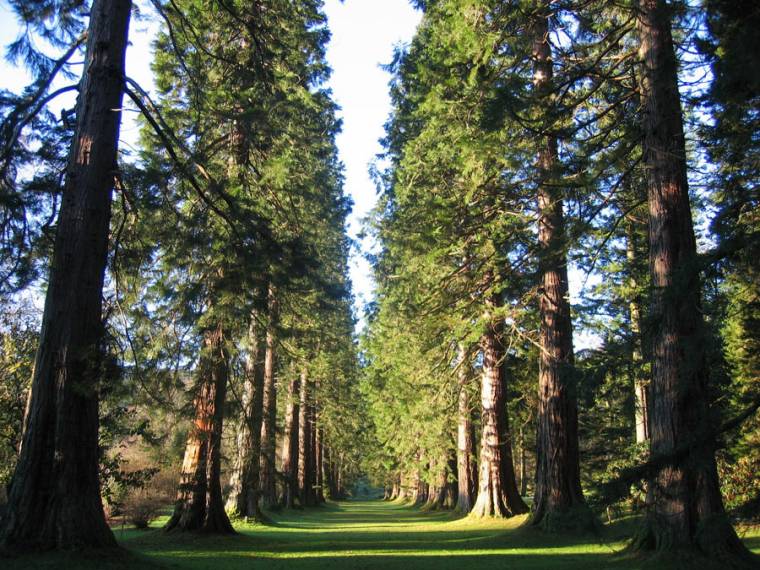 Nine things you need to know about the Argyll Forest Park