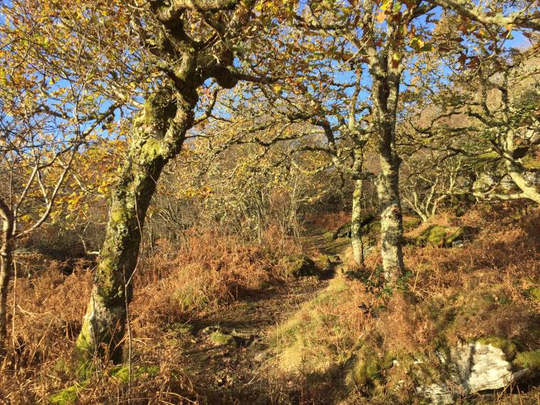 Seven woodland walks to enjoy this winter in Argyll