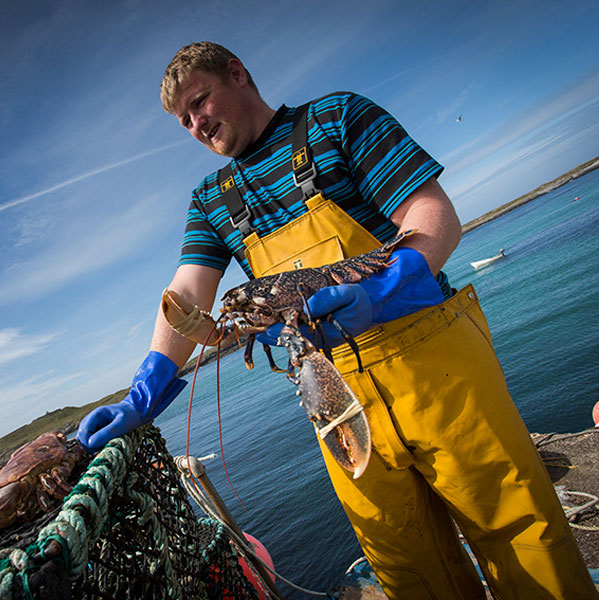Islay-lobster.jpg