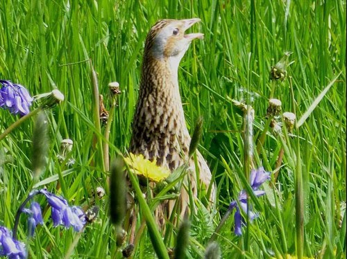 Corncrake on Coll