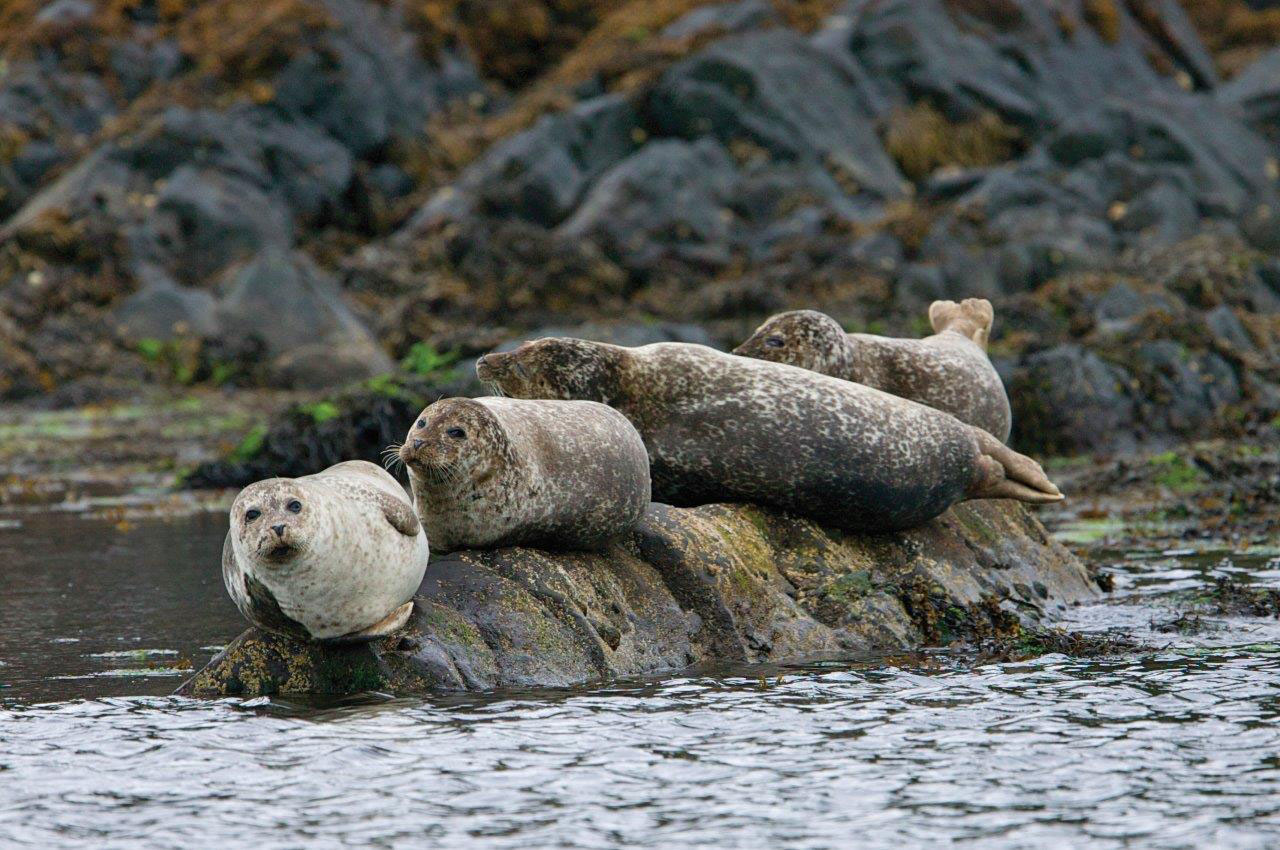 Listing-seals.jpg