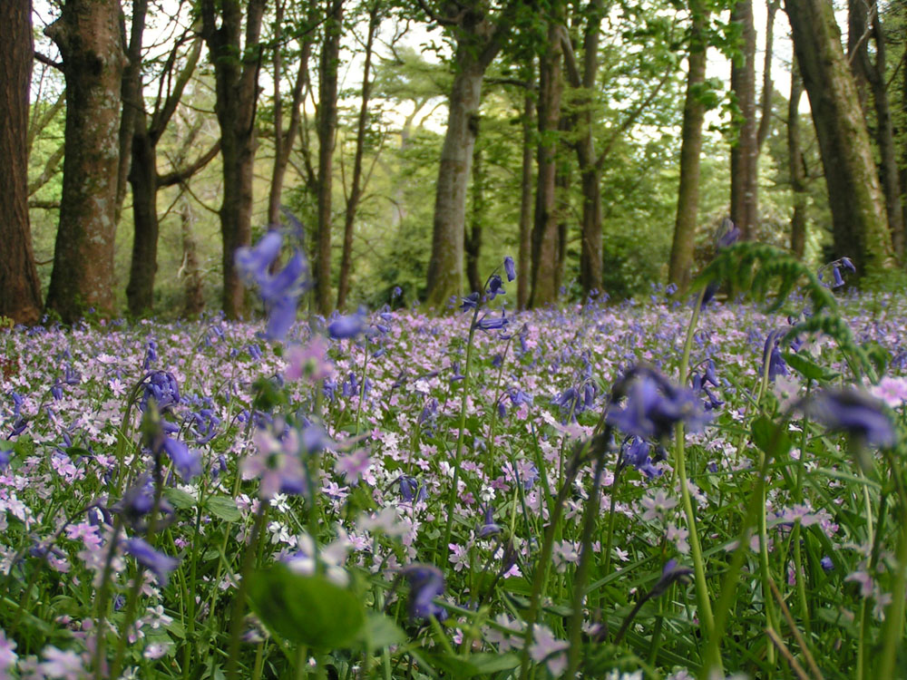 Bluebells-use.jpg