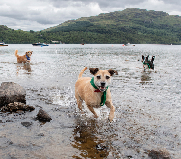 Argyll Holidays-Dogs-3.JPG