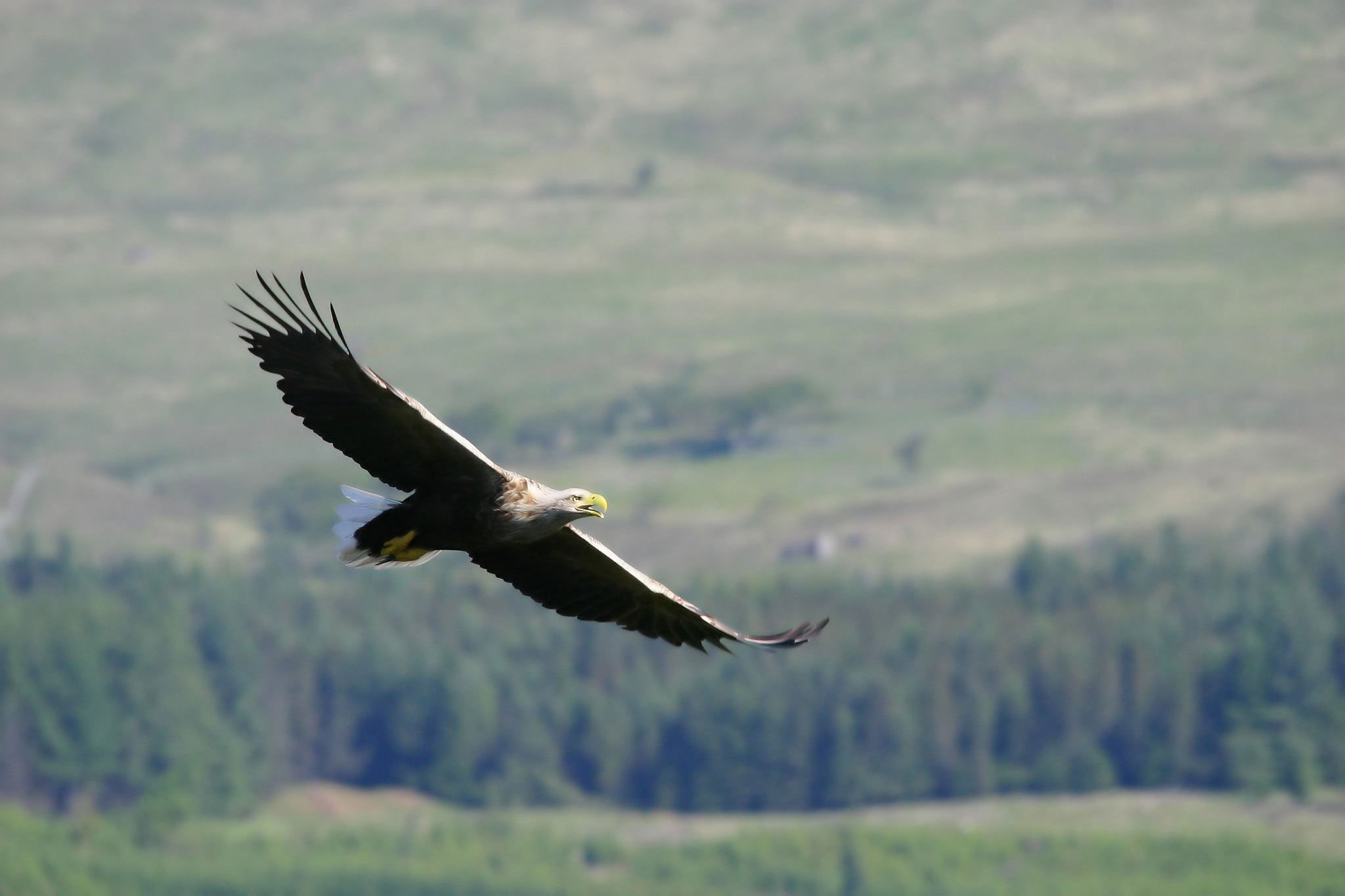 White-tailed2-Ian-Erskine.jpg (2)