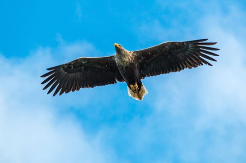 Eagle Island of Mull