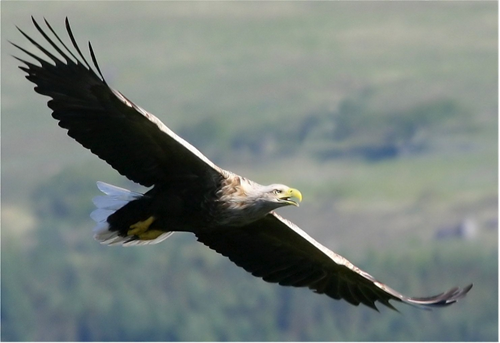 Mull Eagle