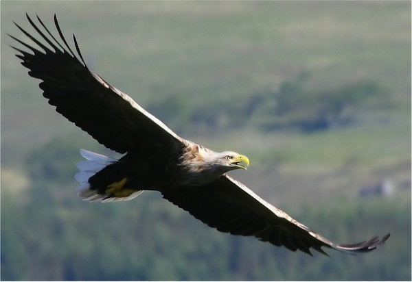 mull-eagle-watch.png (1)