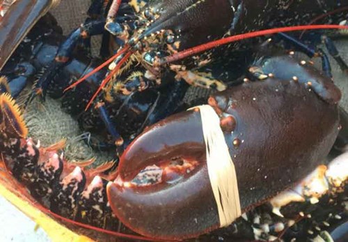 Tiree Lobster