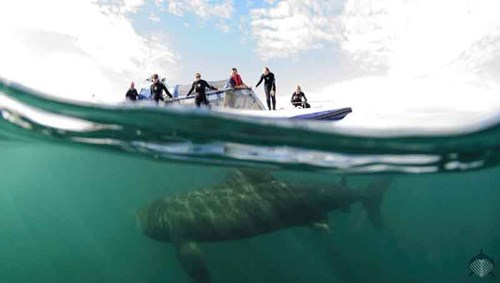 Basking Shark Scotland