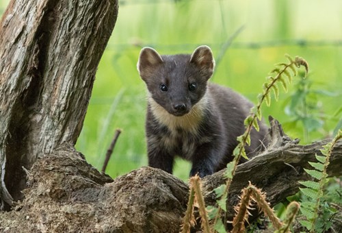 Pine Marten