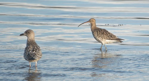 Curlews