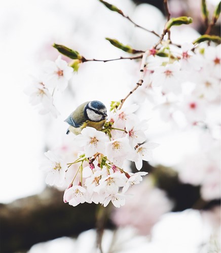 Blue Tit in Glasgow Park