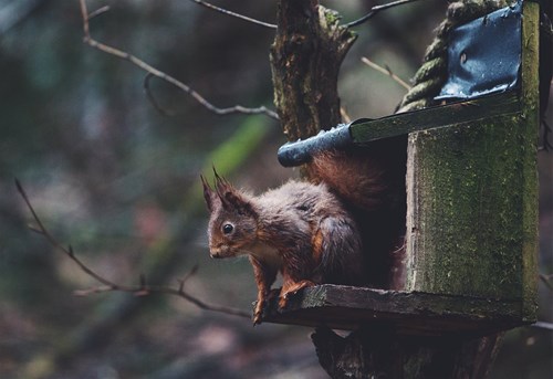 Red Squirrels in Benmore Garden Argyll