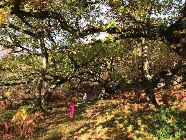 Glenan-autumn.jpg (1)