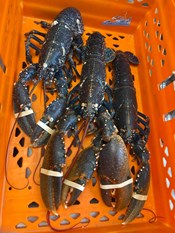 Dark lobsters in an orange plastic crate.