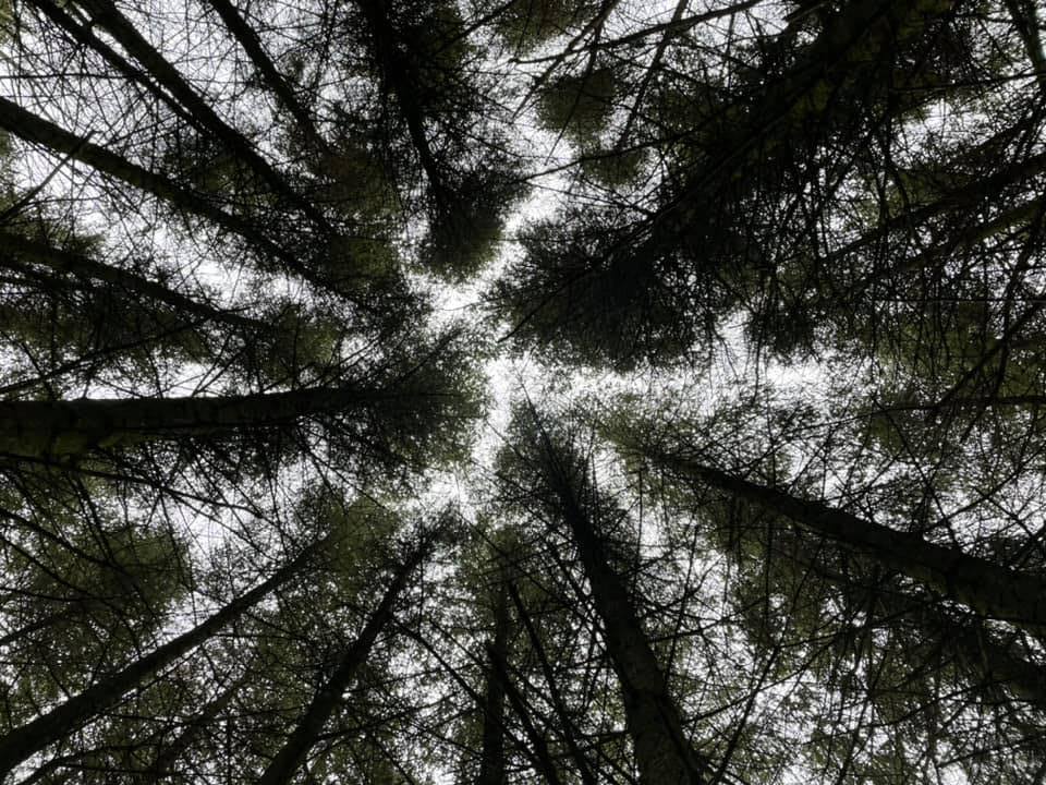 Kintyre Forest And Nature