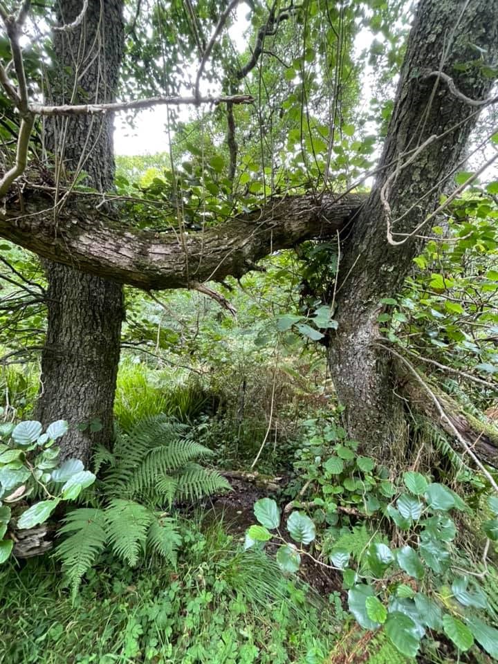 Tree trunks and branches in nature forming an unusual 'H' shape.