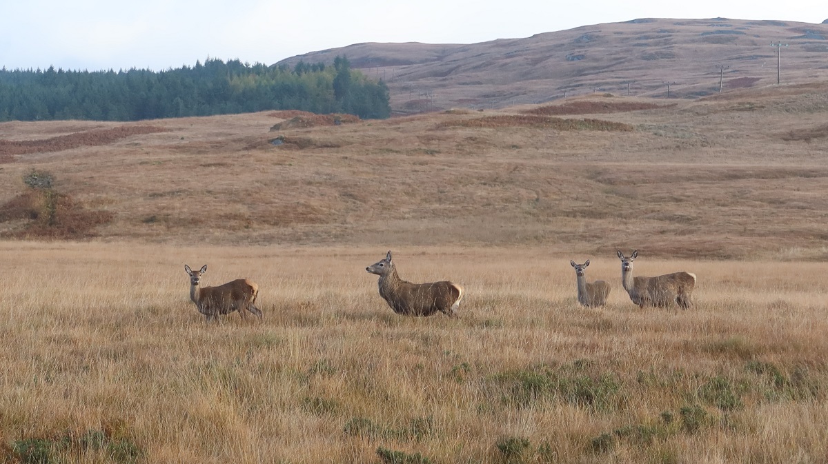 Jura Deer