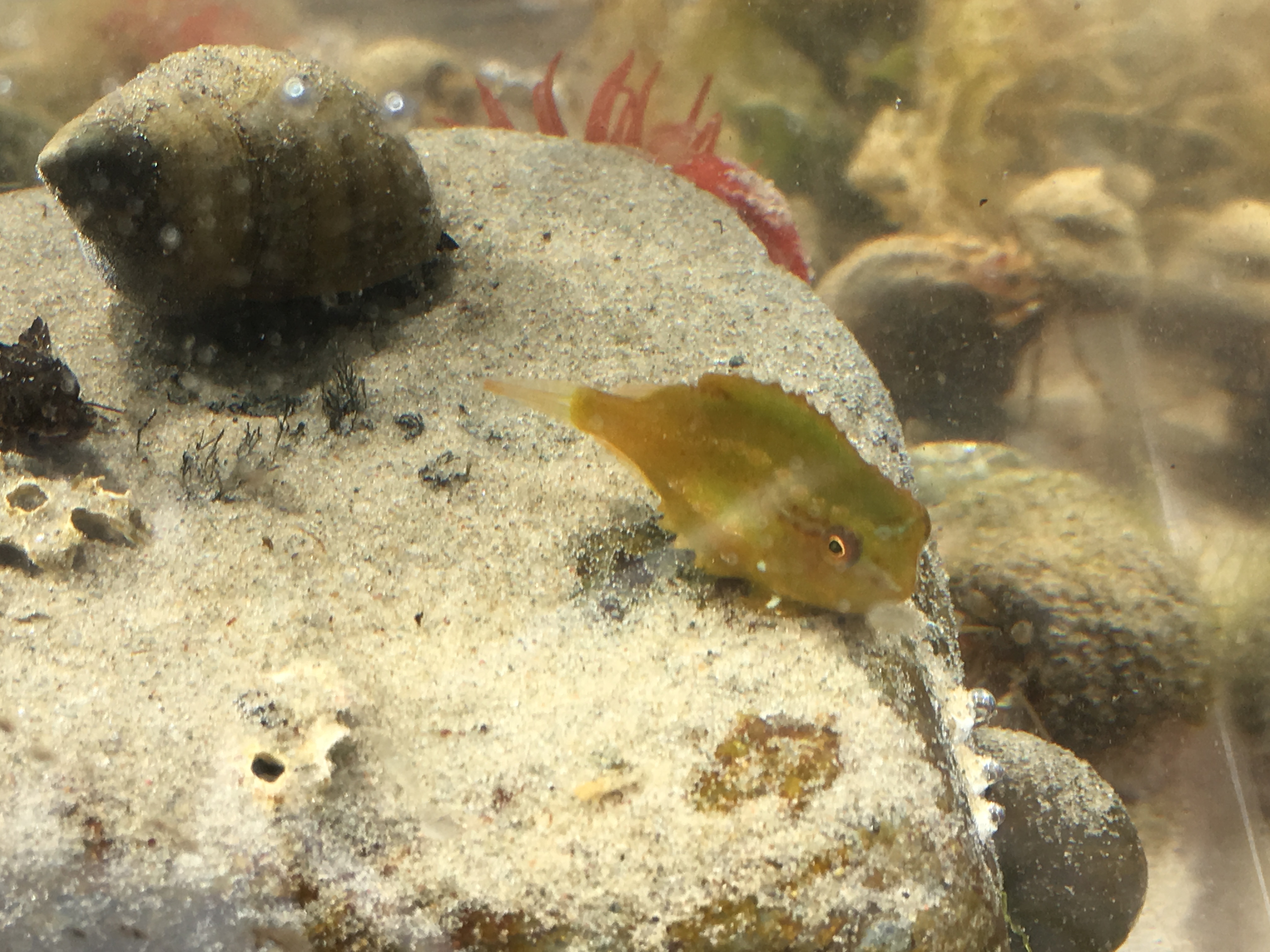 Beachhunt Heartofargyllwildlife IMG 0263