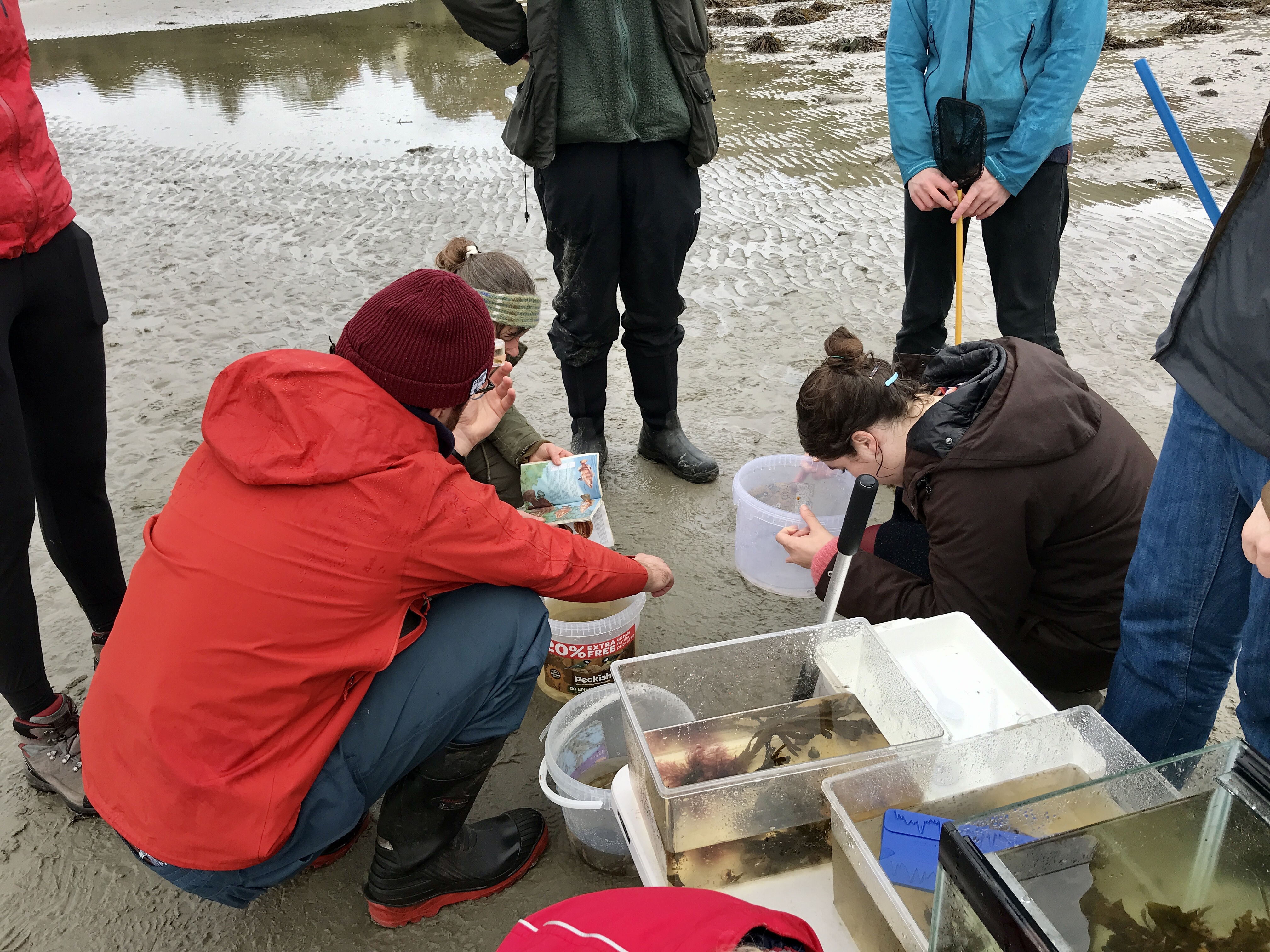 Beachhunt Heartofargyllwildlife IMG 3180