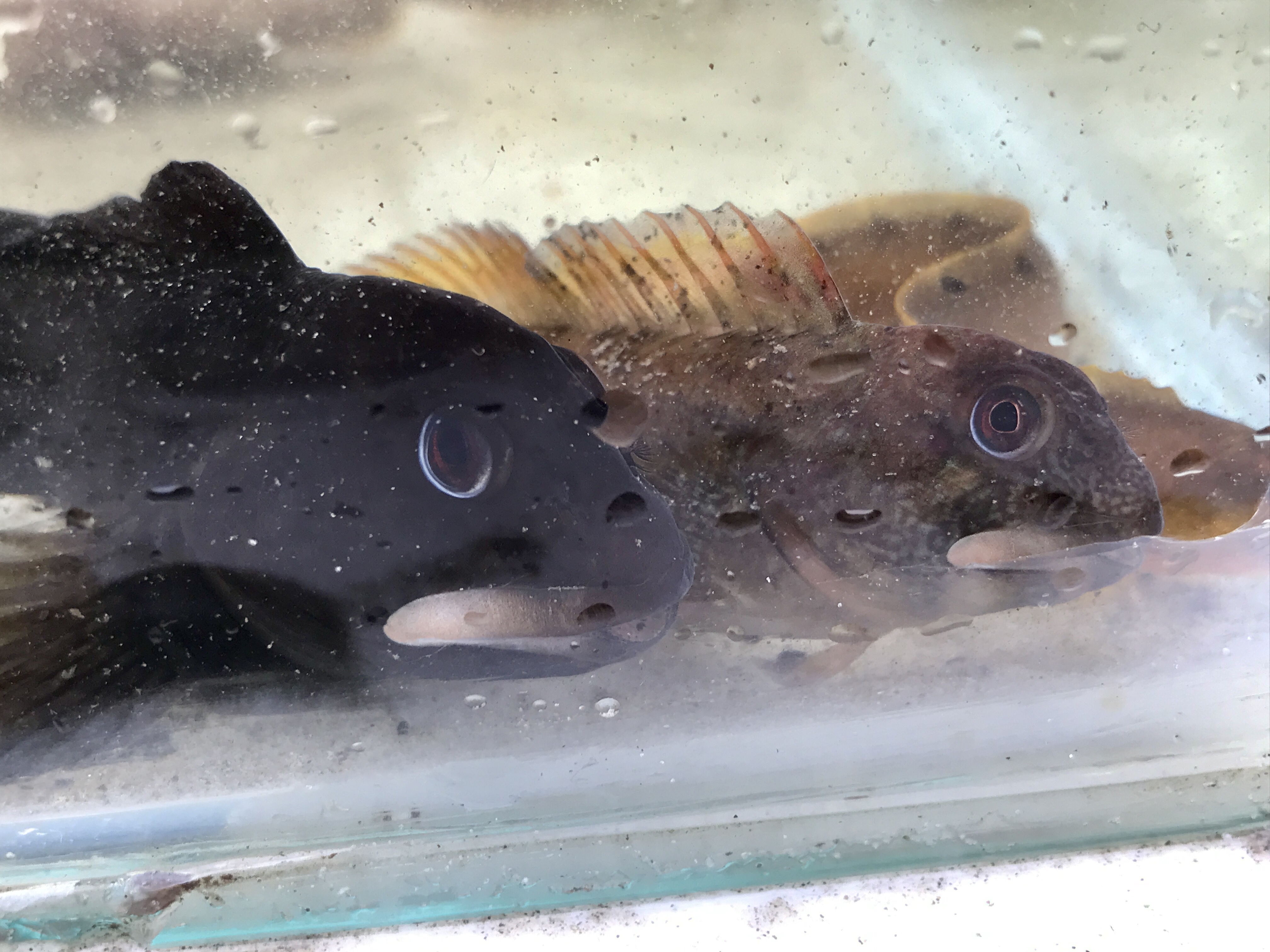 Beachhunt Heartofargyllwildlife IMG 3195