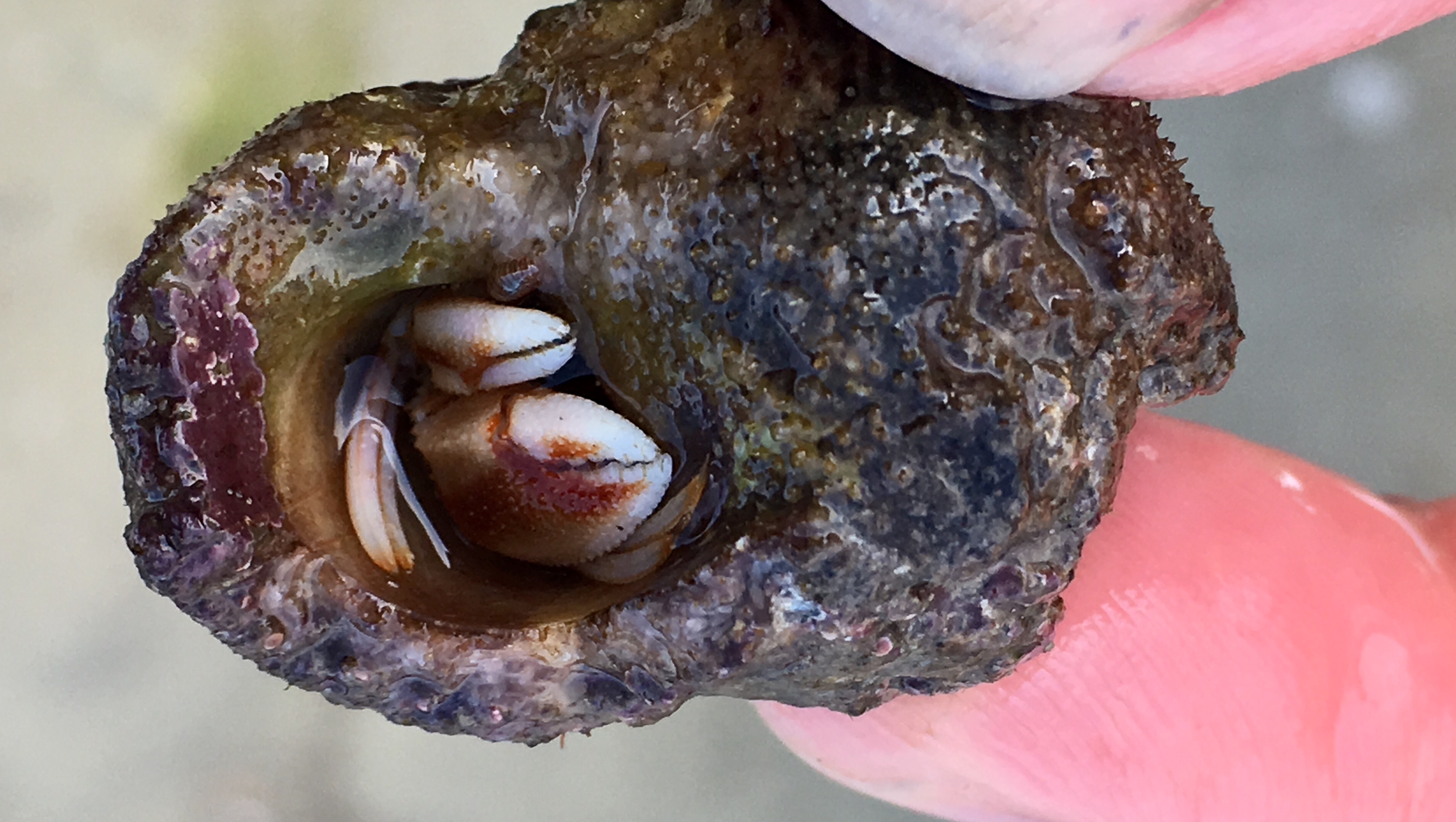 Beachhunt Heartofargyllwildlife IMG 7169