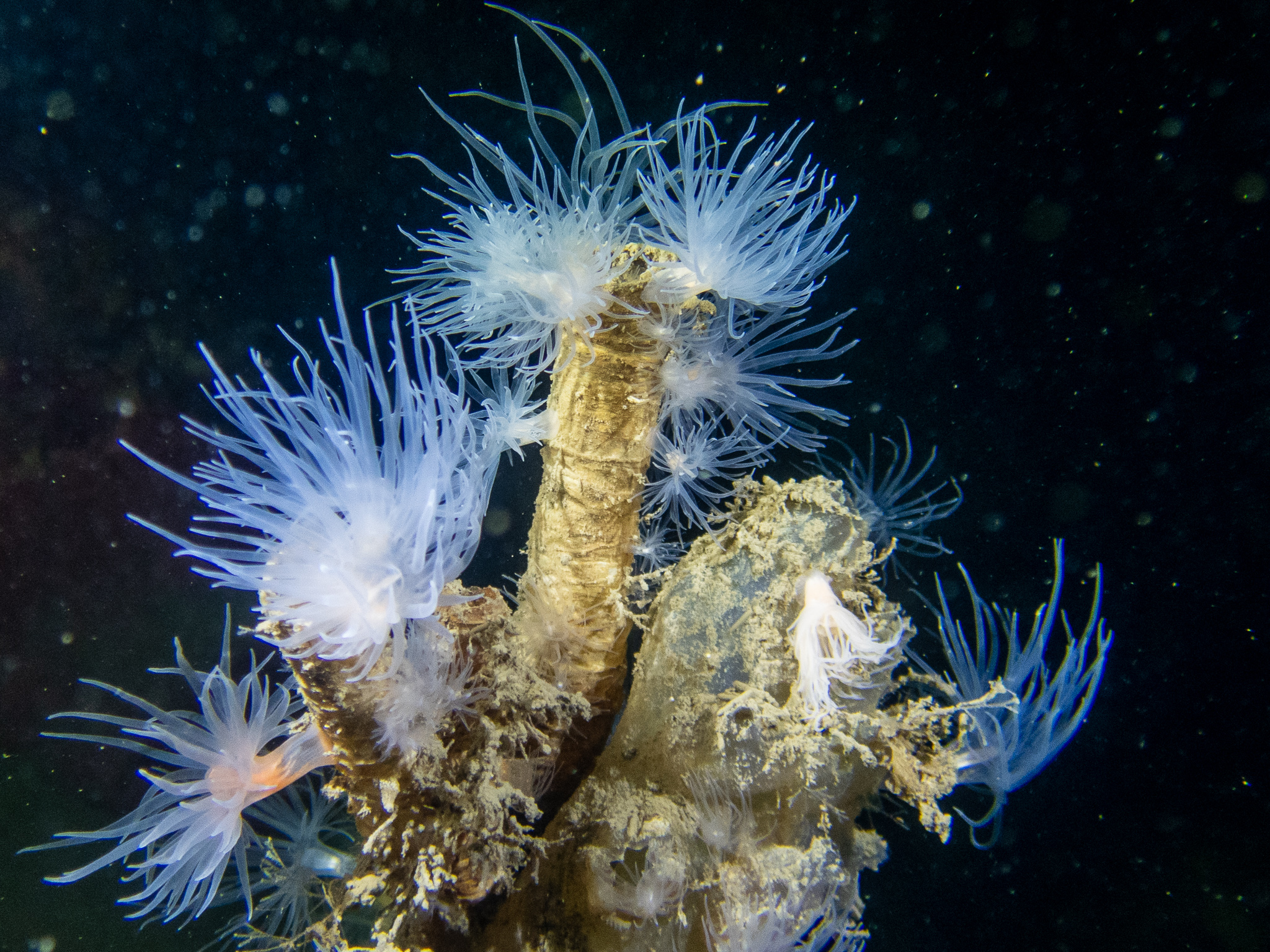 260 Above&Below DAVE BLEAZARD