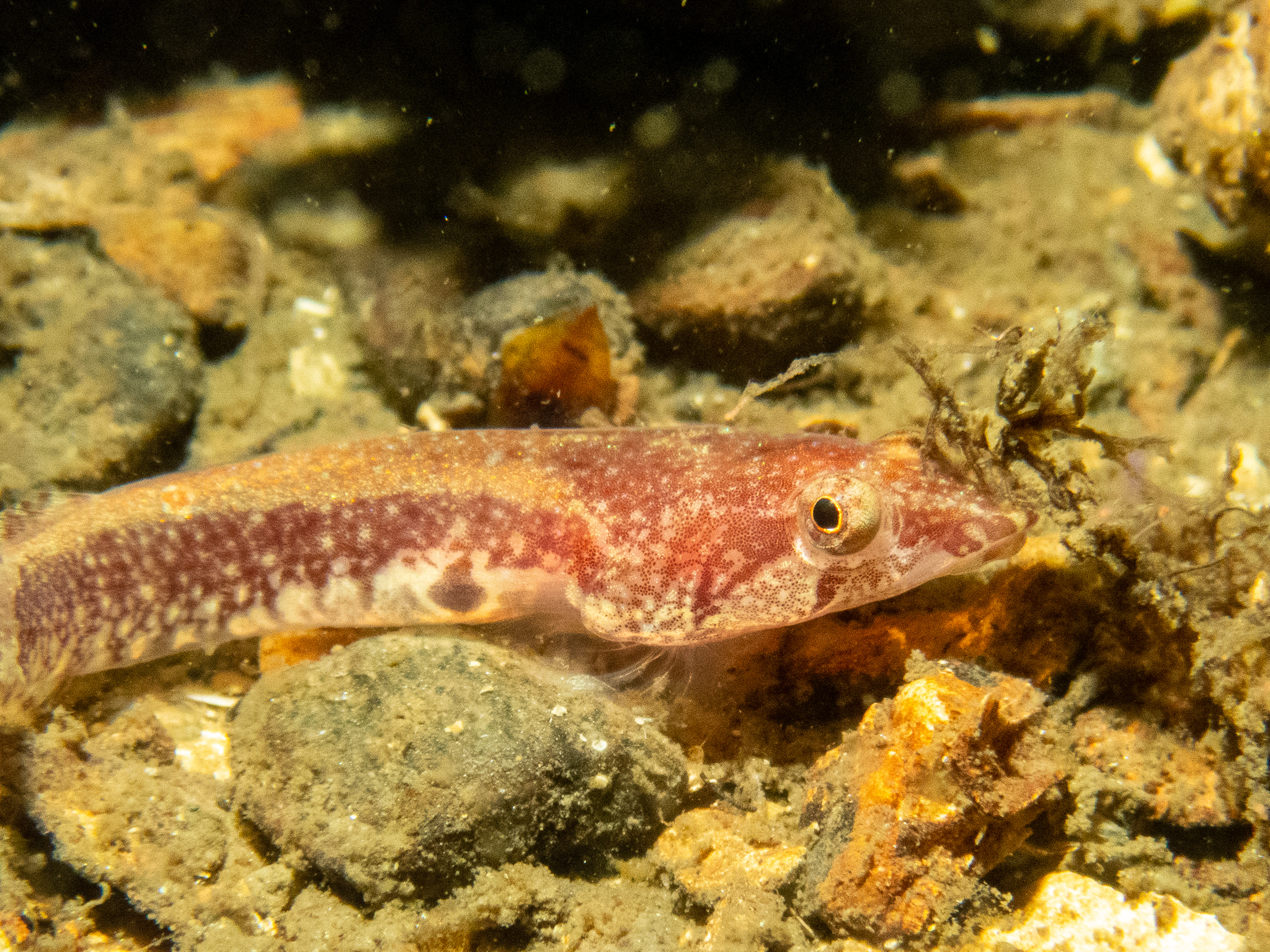 P6266932 Above&Below DAVE BLEAZARD