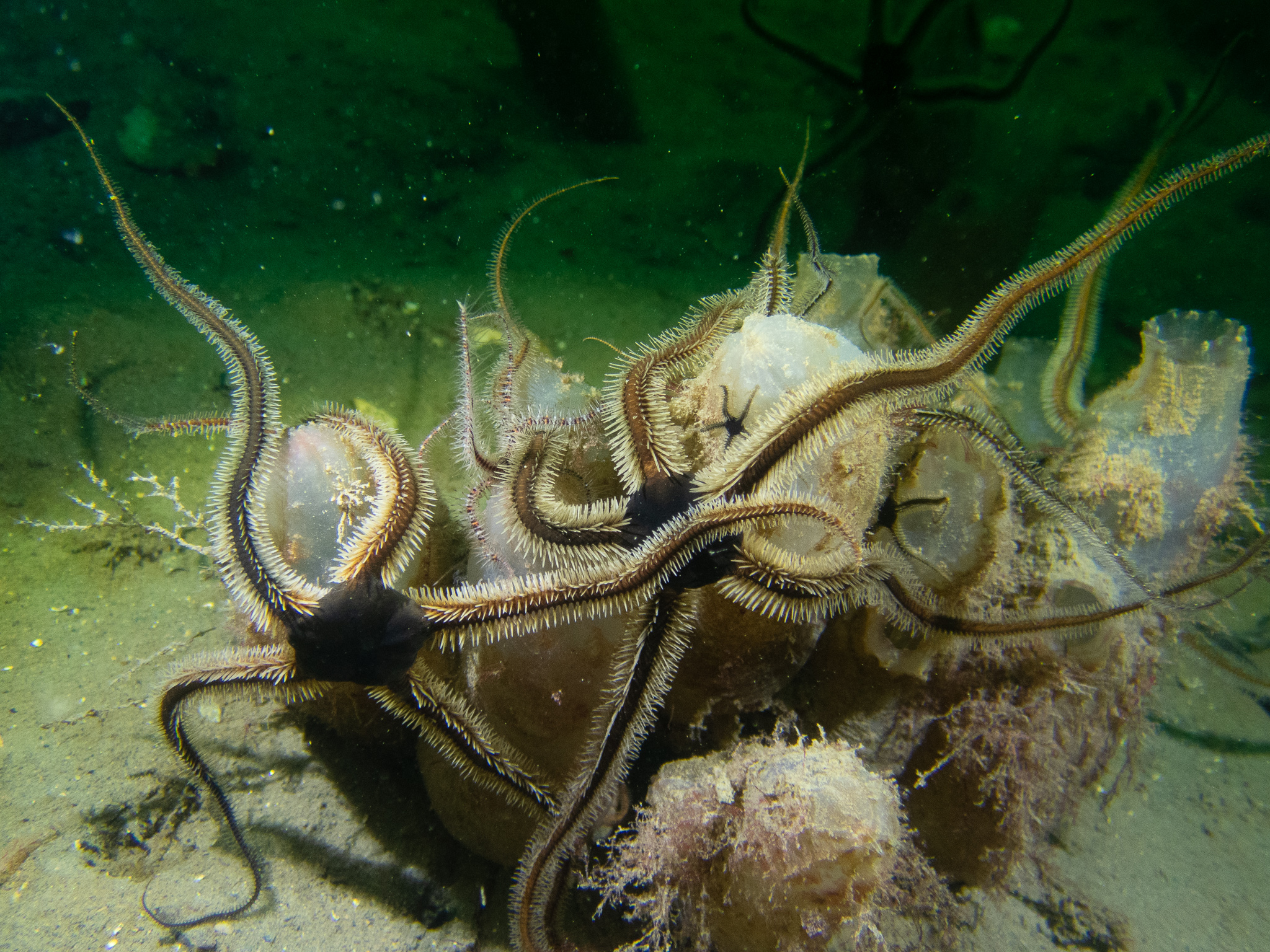 SWT Brittlestars Above&Below DAVE BLEAZARD
