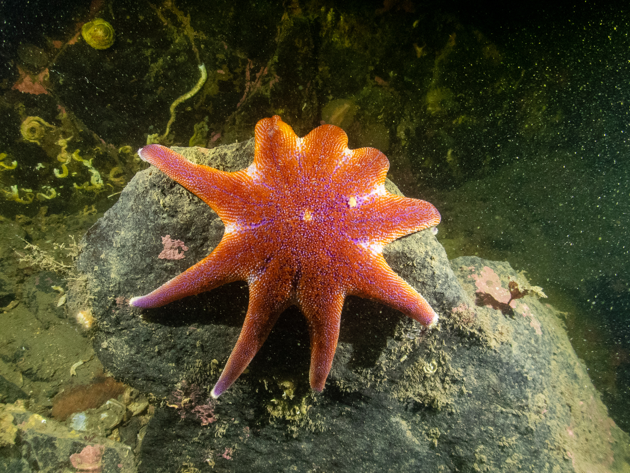 SWT Sunstar Above&Below DAVE BLEAZARD