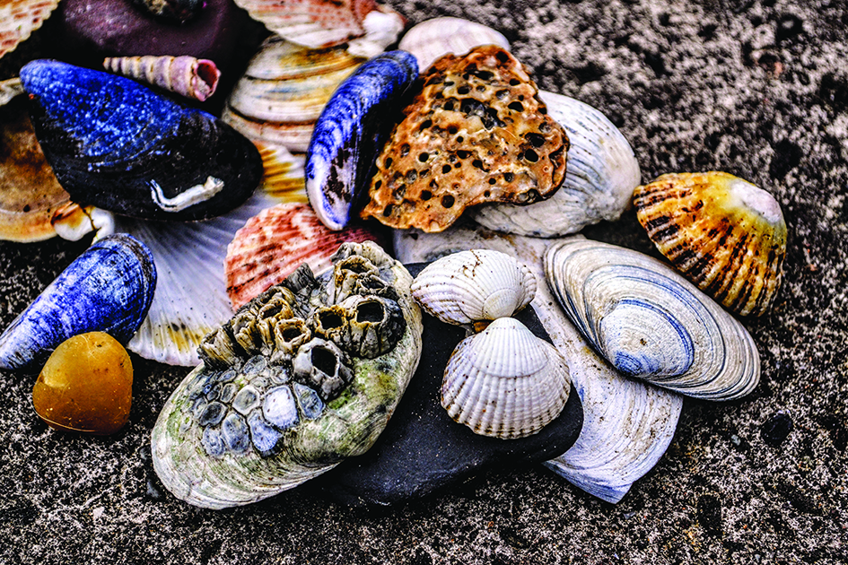 SHELLS